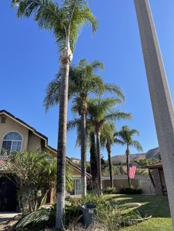 Palm Care