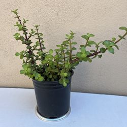 15in Elephant Bush Bonsai 🪴 Air Purifier