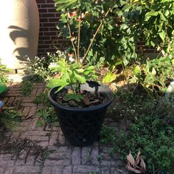 Fig trees different varieties Black Yellow & Gold 