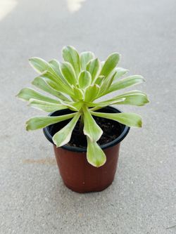 Succulents plants 🪴 