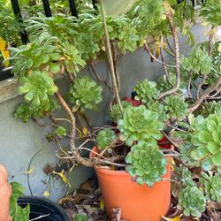 Succulent Plant 🪴 