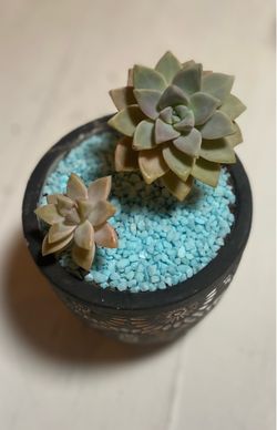 Succulent - great Gift Under $14 Great Price