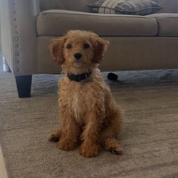 Cavapoo For Sale