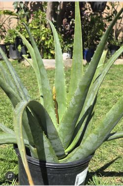 Aloe Vera Plant Medesinal 