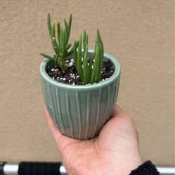 Succulent + Pot $5
