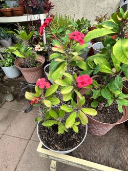 Planta Coronade cristo