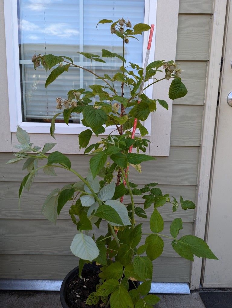 Raspberry Variety Organic( Big Bush)
