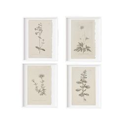 Set of 4 Framed Botanical Prints