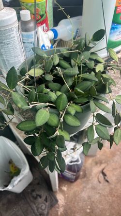 Hoya