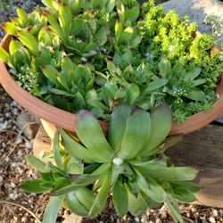 Succulent Plants 