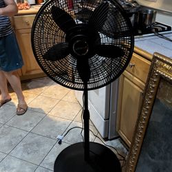 Fan 