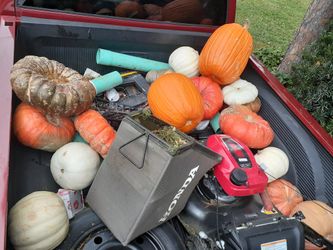 Pumpkins for sale big and small