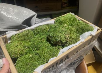 🌿 Decorative Preserved Moss – Natural Green 🌿