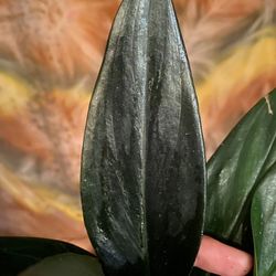 RARE Scindapsus Trebuii - Dark Form 