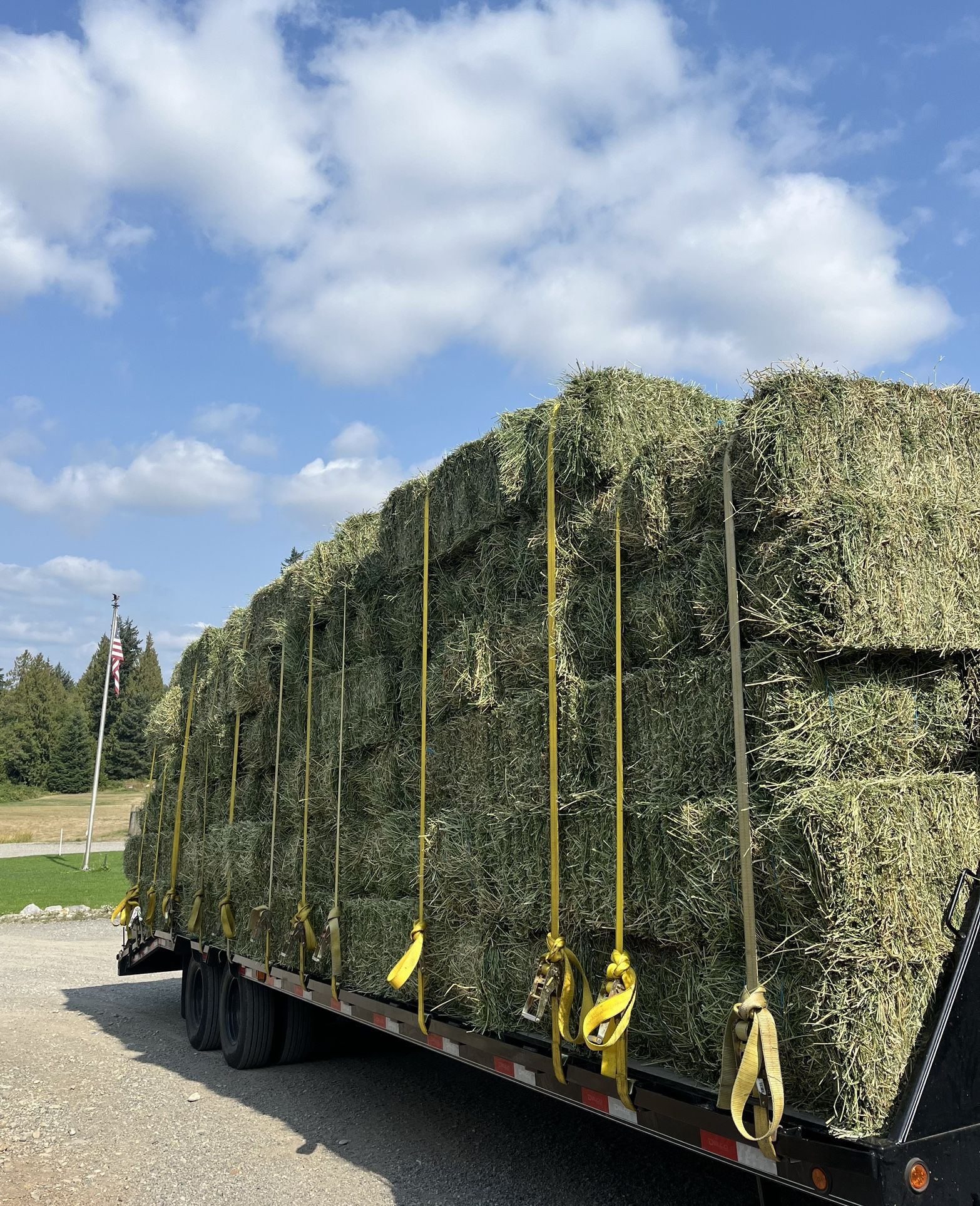 Alfalfa hay 3 strand