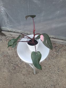 Philodendron Pink Princess 4" Nursery Pot