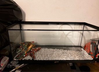 Fish tank