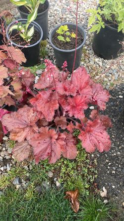 Heuchera
