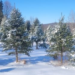 Christmas Trees https://offerup.com/redirect/?o=d3d3LmtlaXRodHJlZWZhcm0uY29t