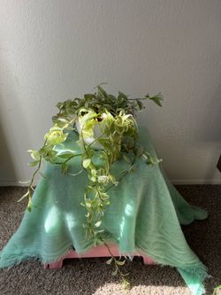 Tradescantia