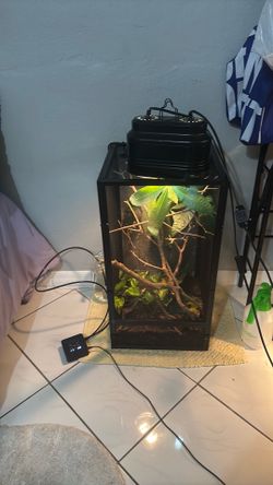 chameleon supplies