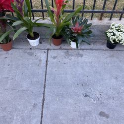 Bromelias