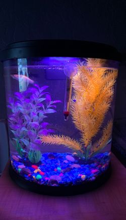 A fish tank with 1 fishes