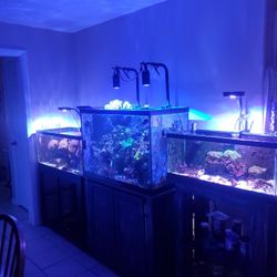 Saltwater Aquarium Setup