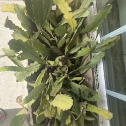 Epiphyllum (Orchid Cactus) Plants 