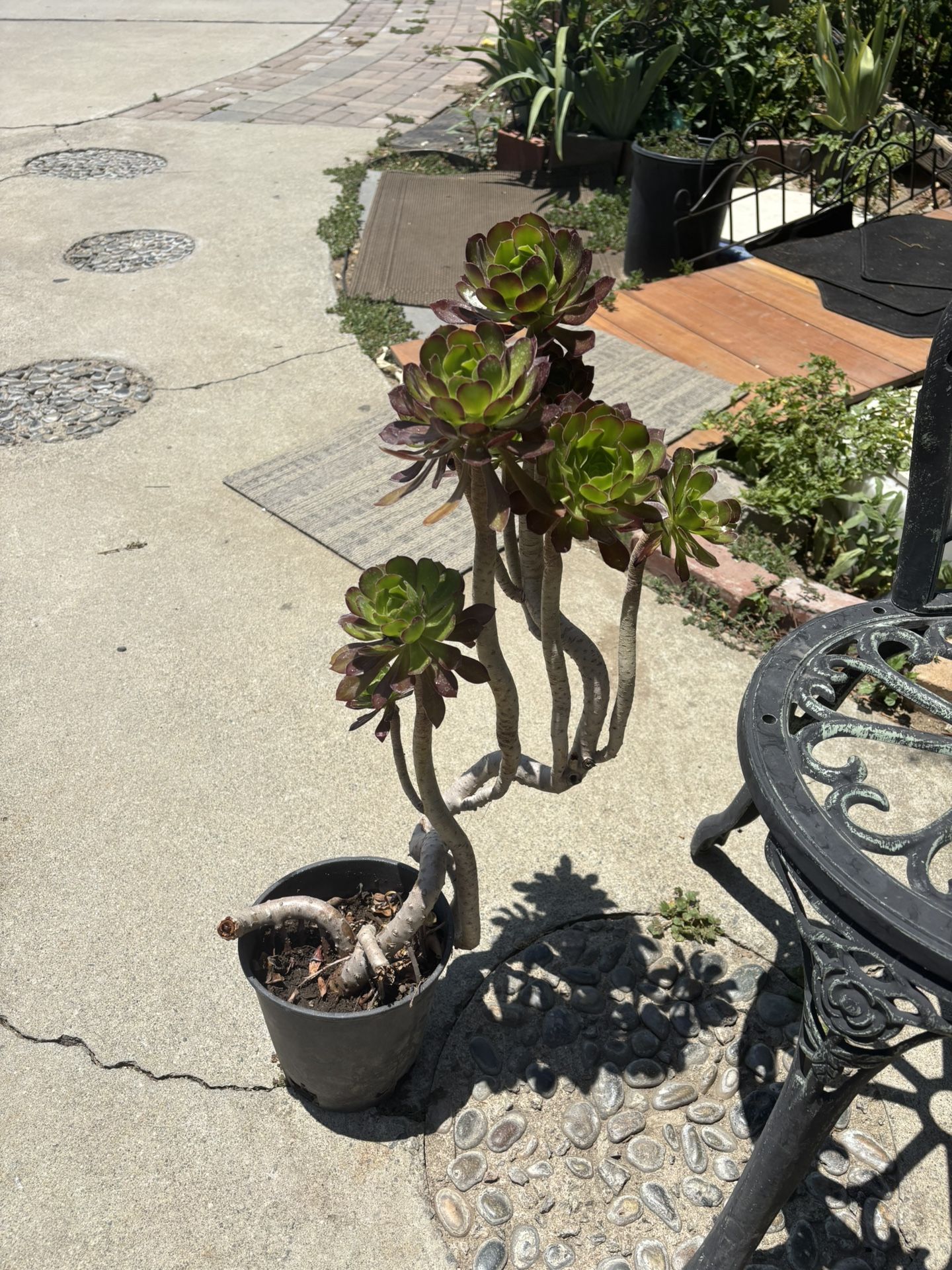 Black Rose Succulent 