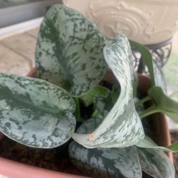 Nice plant for home!  Please !