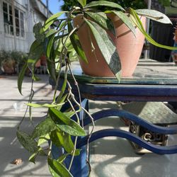 2 Hoya Plants In 1 Pot