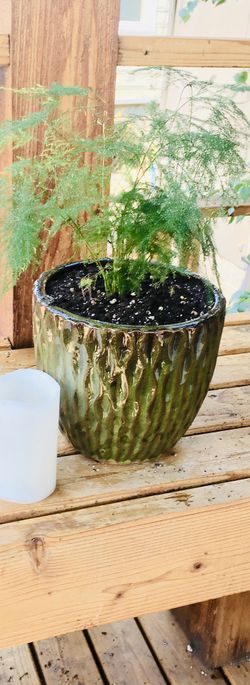 Live indoor Asparagus Plumosa Fern house plant in a textured ceramic planter flower pot—firm price