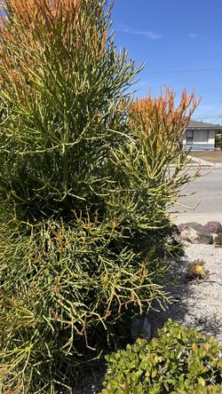 Fire stick clippings and plants