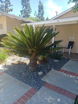 Palm tree