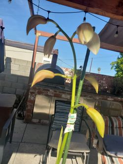 Orchid