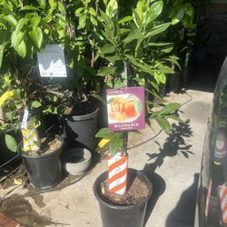 Clementine Mandarine Citrus Tree - Grafted & Organically Grown for Sweet, Juicy Fruit!