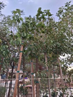 Shade trees.