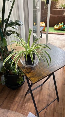 Small spider plant 🌱