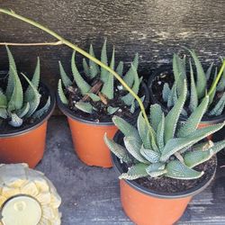 Haworthia Succulent 