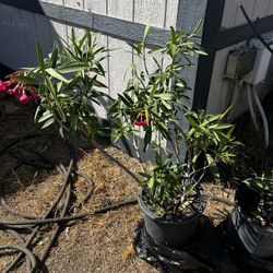Oleander Plant ($15 Each)