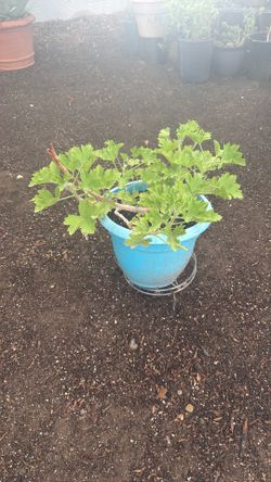 Geraniums 
