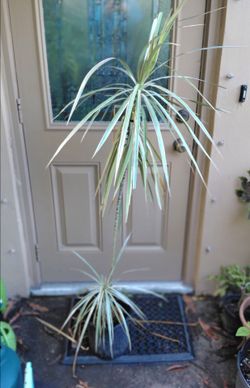 Tall Dracaena Marginata Live Plant Houseplant