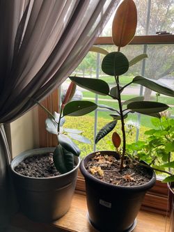 Ficus Elastica ‘Green’ Indian Rubber plant