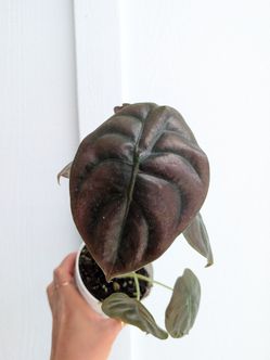 Alocasia Cuprea Red Secret Plant 4" Pot - Indoor House Plants
