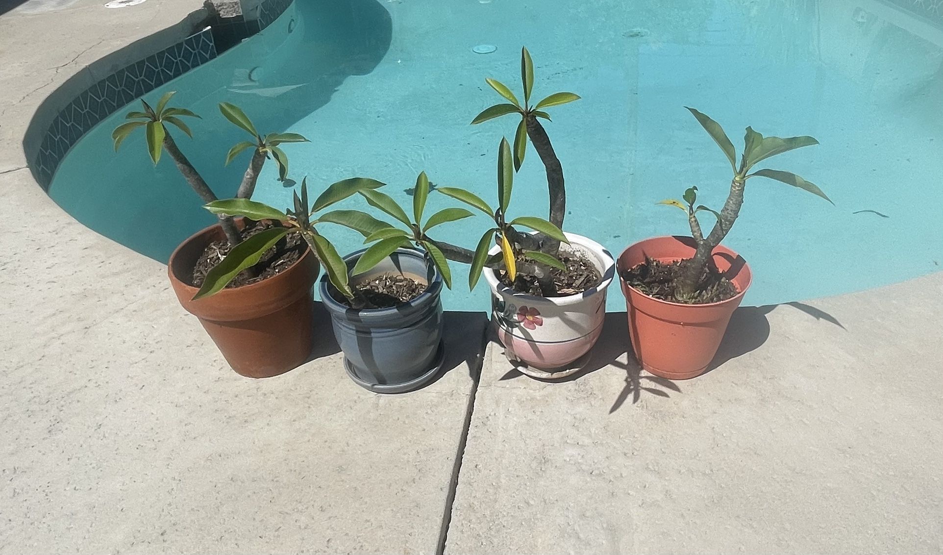 White And yellow plumeria Plant Flower with pot