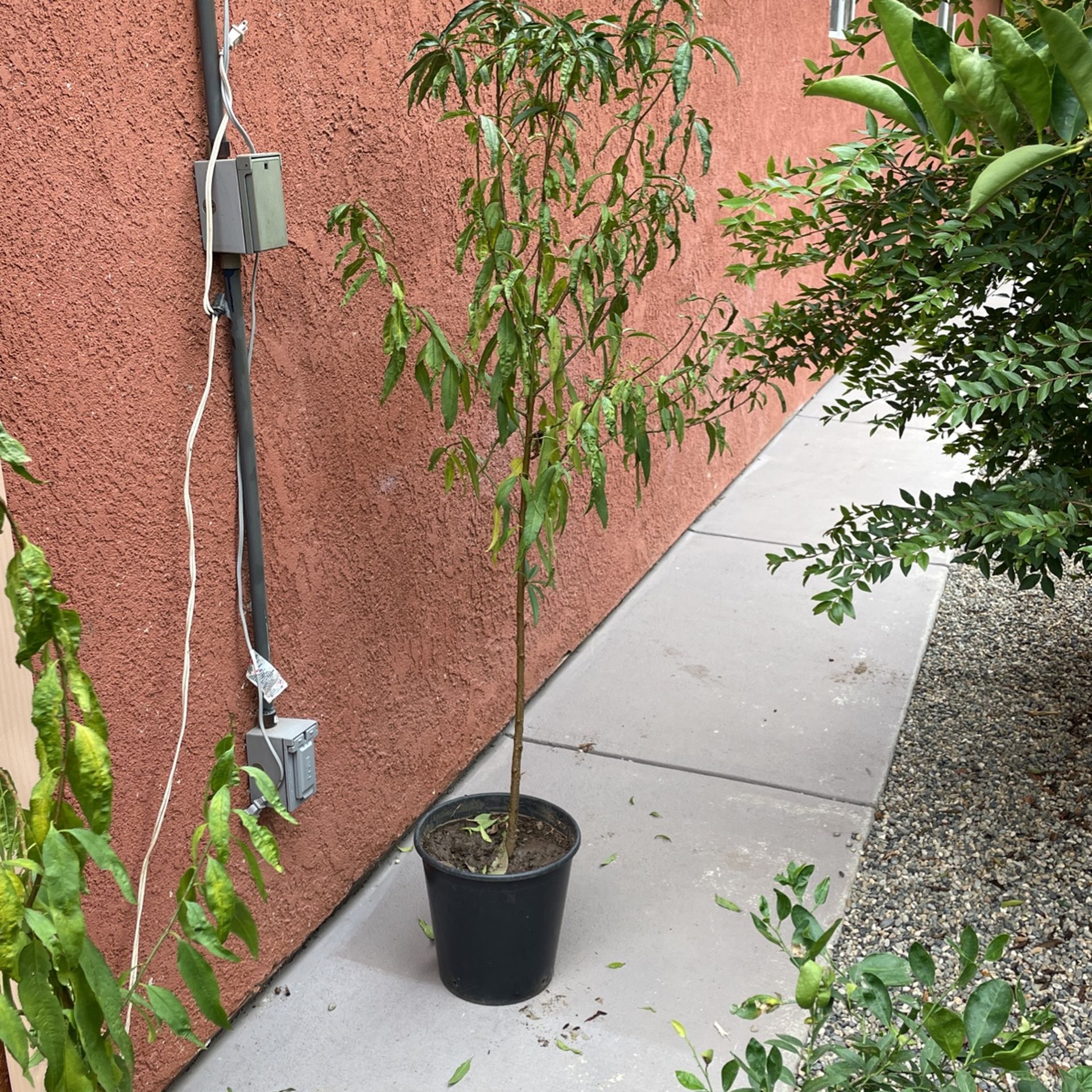 Peach Tree
