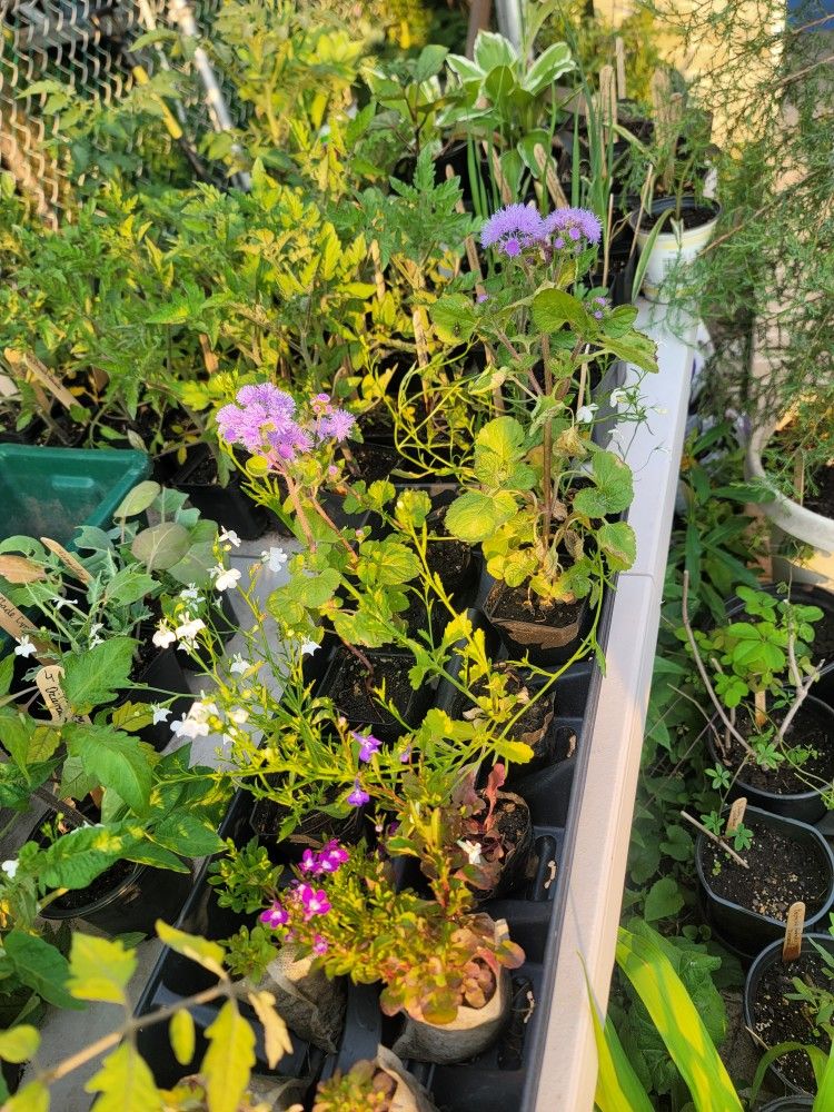 Seedlings
