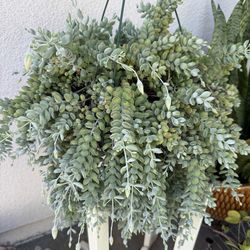 Cotyledon pendens plant … (orange bell flowers blooming last year)