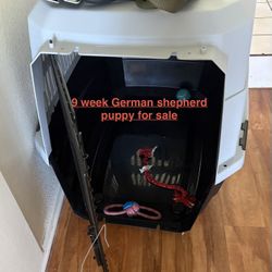 PUPPY kennel